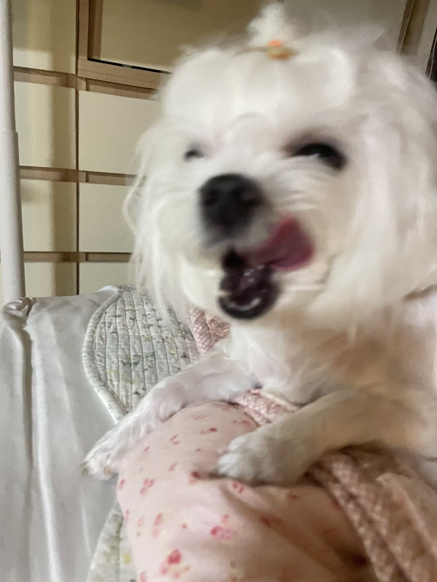 점박이🐶 tweet media