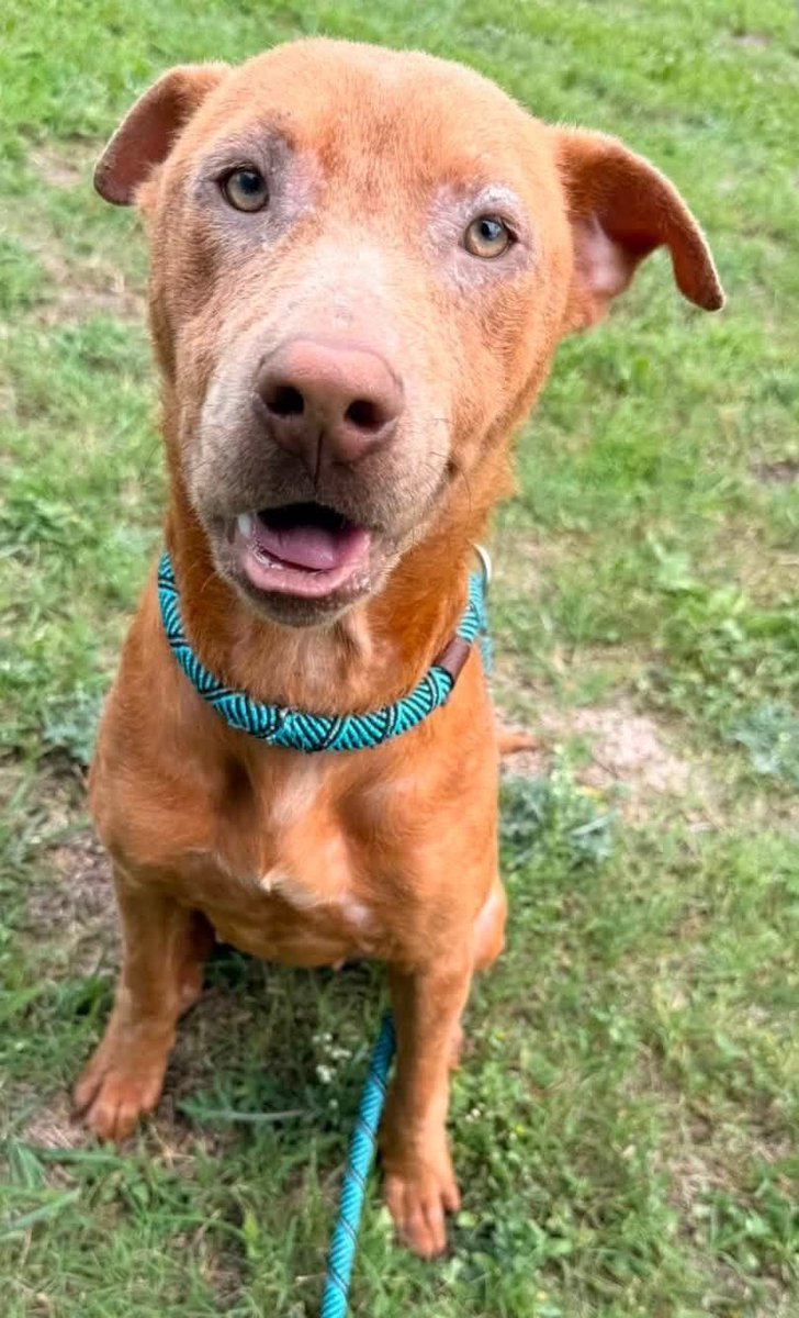 LisaBrabson's tweet photo. FREYA #A387850 3yo
When I look at FREYA,I see a Survivor,a wee red bundle of love❤️ that would do anything, just to b LOVED!
When fattened up &amp; loved,she will b GORGEOUS!
So gentle,easy going,adorable personality 
PLZ⌛️ #Adopt or #Foster this 😇 #Pledge4Rescue 
#CorpusChristiACS https://t.co/ON38FIVjvd