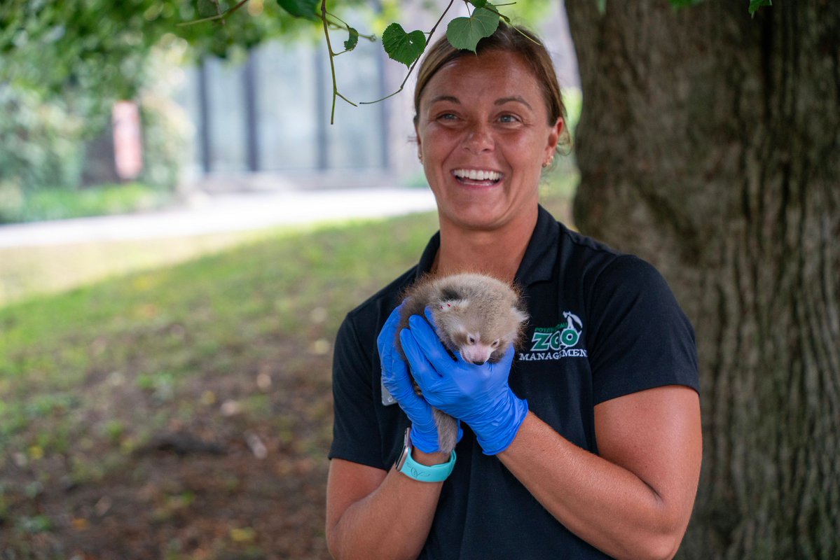 PotawatomiZoo's tweet photo. A red panda cub tongue out Tuesday!

Our fluffy little guy had his first public outing to meet with our Giving Society friends. Big Red, as he's been nicknamed, did a great job, and General Curator Jami had the opportunity to tell some of our Zoo friends his story! https://t.co/7hVKCoAKxu