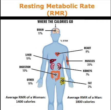 PINESorg's tweet photo. Measuring an athlete's Resting Metabolic Rate is often done to assess for Low Energy Availability. This #OpenAccess article shares practical information regarding the pros, cons, and best practices:
https://t.co/AU5WAOSV9w https://t.co/c1dGVPEaJL