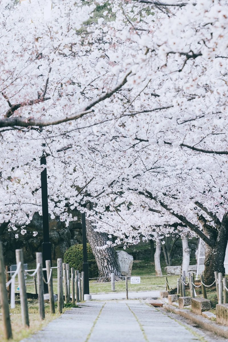 Earth_Gallery_'s tweet photo. Beyond Kyoto: Himeji Sakura Magic 🏯🌸 #japantravel #himeji #sakuraseason #beautifuldestinations https://t.co/hBneImFkZ4