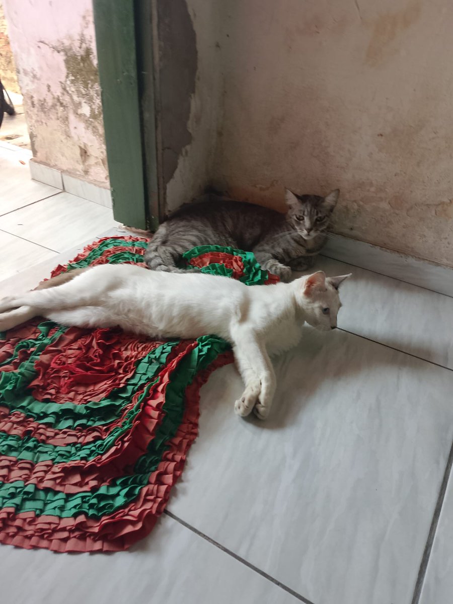 pequena_H's tweet photo. [Teresina-PI]
Apenas repassando. 

Esses dois irmãos precisam de adoção urgente. A tutora vai se mudar e pra onde ela vai não pode ter animais. A rajadinha é fêmea castrada e o branquinho macho não castrado. 

Contato: 86 99822-2446 https://t.co/qG80FEtynn
