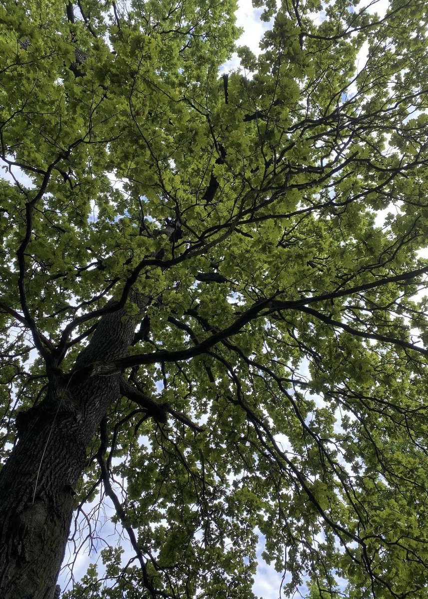 CARTELMSC's tweet photo. 21072026   ——      apesar do mal humor de hoje, separei um tempinho especial para levar
a caçula para adoçar a vida com um sorvete. 
respirando um pouco de ar fresco e em contato com a natureza. @epitafioembranc obrigado pela manhã, minha linda. amo-te. https://t.co/RzykcMD3Zf