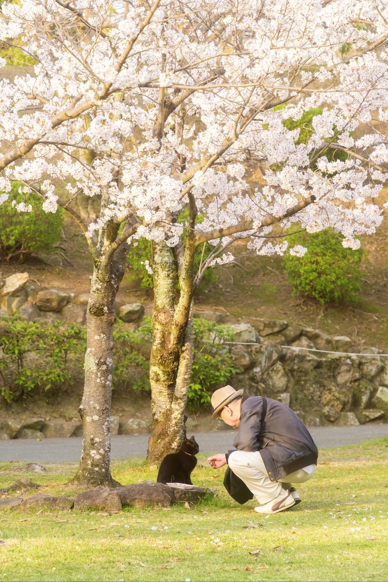 Earth_Gallery_'s tweet photo. Discover Japan's Iconic Cherry Blossoms 🌸✨ #cherryblossom #japantrip #himejicastle #explorejapan https://t.co/QAmVdnEL2F