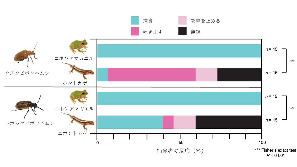 n_aruim's tweet photo. 論文がpublishされました！
外来種クズクビボソハムシを含む2種のハムシの化学防衛はカエルよりトカゲで有効。これはカエルは丸呑みするために防御物質に曝露しにくく、トカゲは噛みつくために曝露しやすいという、捕食様式の違いに起因するかもしれない。
https://t.co/XWA9imshMo https://t.co/VrEGGLpcvt