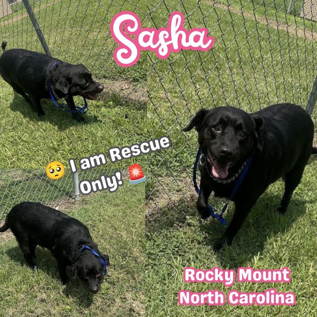 LisaBrabson's tweet photo. SASHA 
Beautiful black bundle of love SASHA is fighting for her wee life!
She is rescue only,with ZERO pledges😭
Why! Ignorance over being BLACK! 
Plz #PLEDGE or #FOSTER this wee angel😇 ##RockyMount #NC 

Plz 📧 rmcriticalnetworking@gmail.com for ℹ️ 🔗 https://t.co/g1Jk9AL42r… https://t.co/4CJwWIieOs