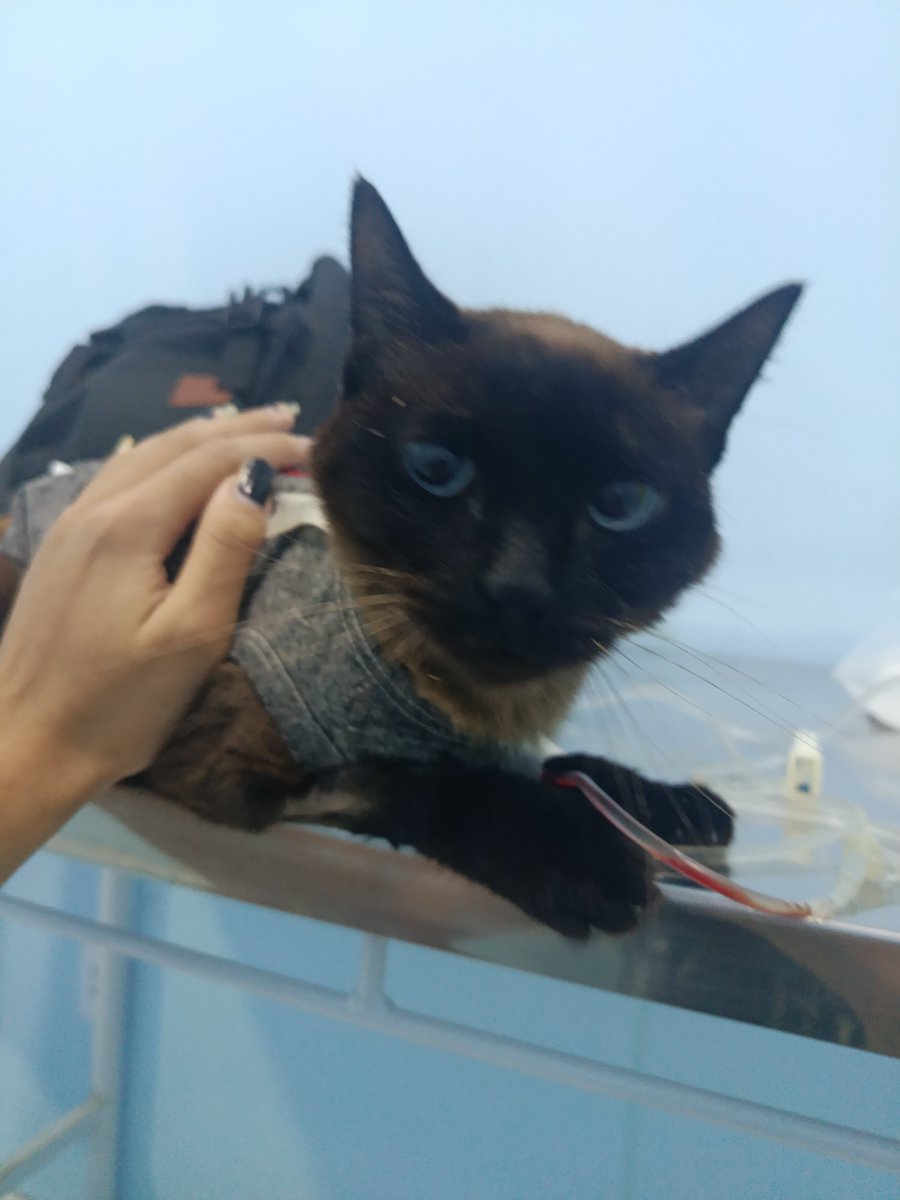 Mikaze_W's tweet photo. Ontem fui visitar ela, teve uma melhora da febre que ela teve quando ingressei ela na internação e comeu um pouco por conta própria lá. Muito obrigado a quem vem ajudando! https://t.co/pO2IjcDVPJ