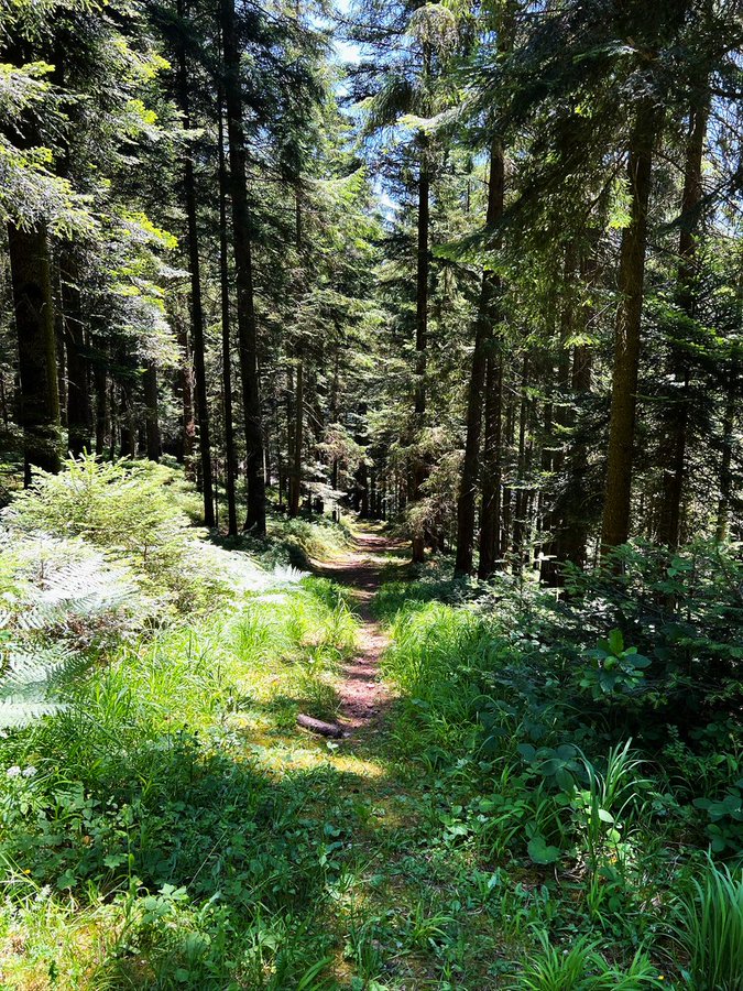 Greenisamissio1's tweet photo. And, have you already done something good for yourself today? Fresh air, stress reduction, lowering blood pressure, increasing the production of the body's own killer cells (T cells) through terpenes? Go to the forest and if you don't believe science, the forest will convince you https://t.co/Xh9aQcHbiq
