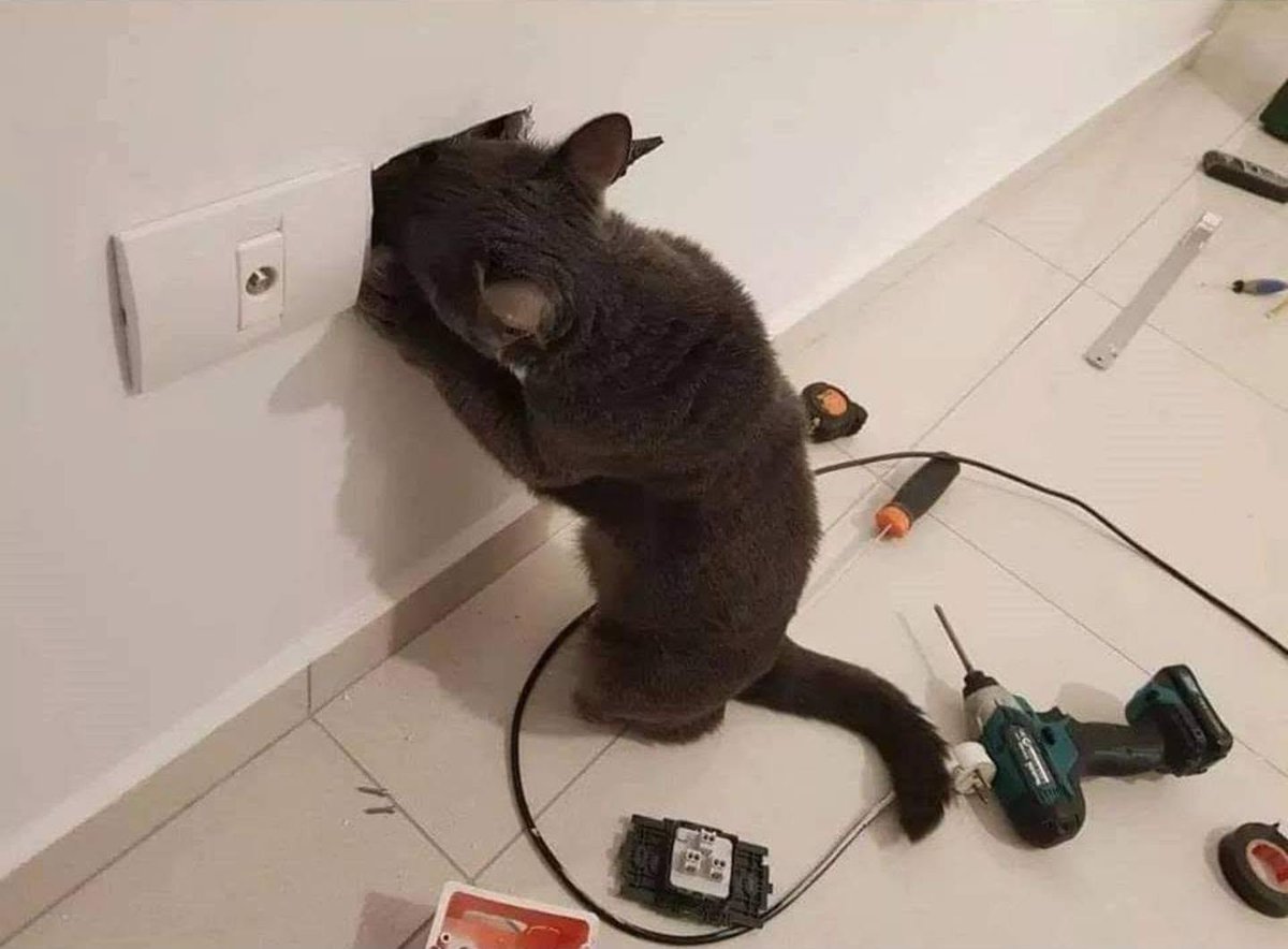 BichinhosFB's tweet photo. te amo gatinho eletricista https://t.co/UlmsJr5Lpy