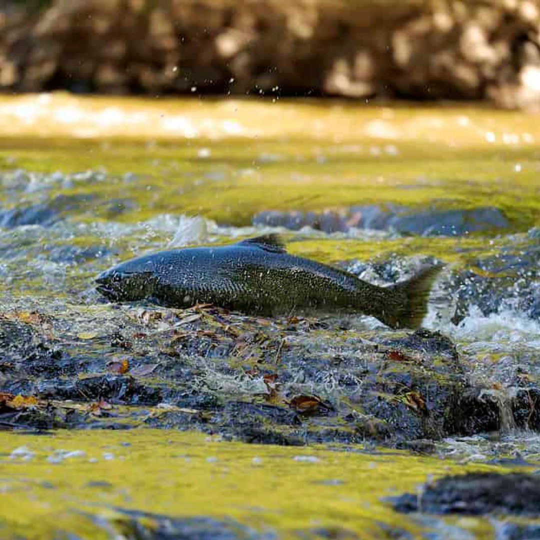 PattyMurray's tweet photo. A new Trump rule would make it legal to kill and injure these WA-native species by destroying their habitats:

Southern Resident Orcas
Grizzly Bears
Chinook & Sockeye Salmon
Northern Spotted Owl
Steelhead Trout
Wolverines
Canada Lynx
Woodland Caribou
Gray Wolf
Columbian White-tailed Deer
Columbia Basin Pygmy Rabbit
Loggerhead, Leatherback, and Green Sea Turtles
Humpback, Killer, Blue, Sei, Sperm, & Fin Whales
Chum Salmon
Bull Trout
Marbled Murrelet
Oregon Spotted Frog
Yellow-billed Cuckoo
Streaked Horned Lark
Mazama Pocket Gophers
Taylor's Checkerspot & Island Marble Butterflies