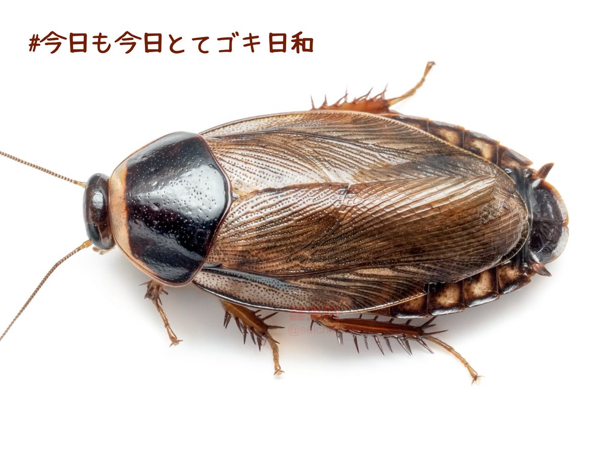 seichikeninsect's tweet photo. 学祭展示に向けて・・・
#今日も今日とてゴキ日和 24日目

今日はオガサワラゴキブリ！！！！！

メスだけで繁殖するちょっと変わったゴキブリ！！！ https://t.co/O9VpP5HoRT