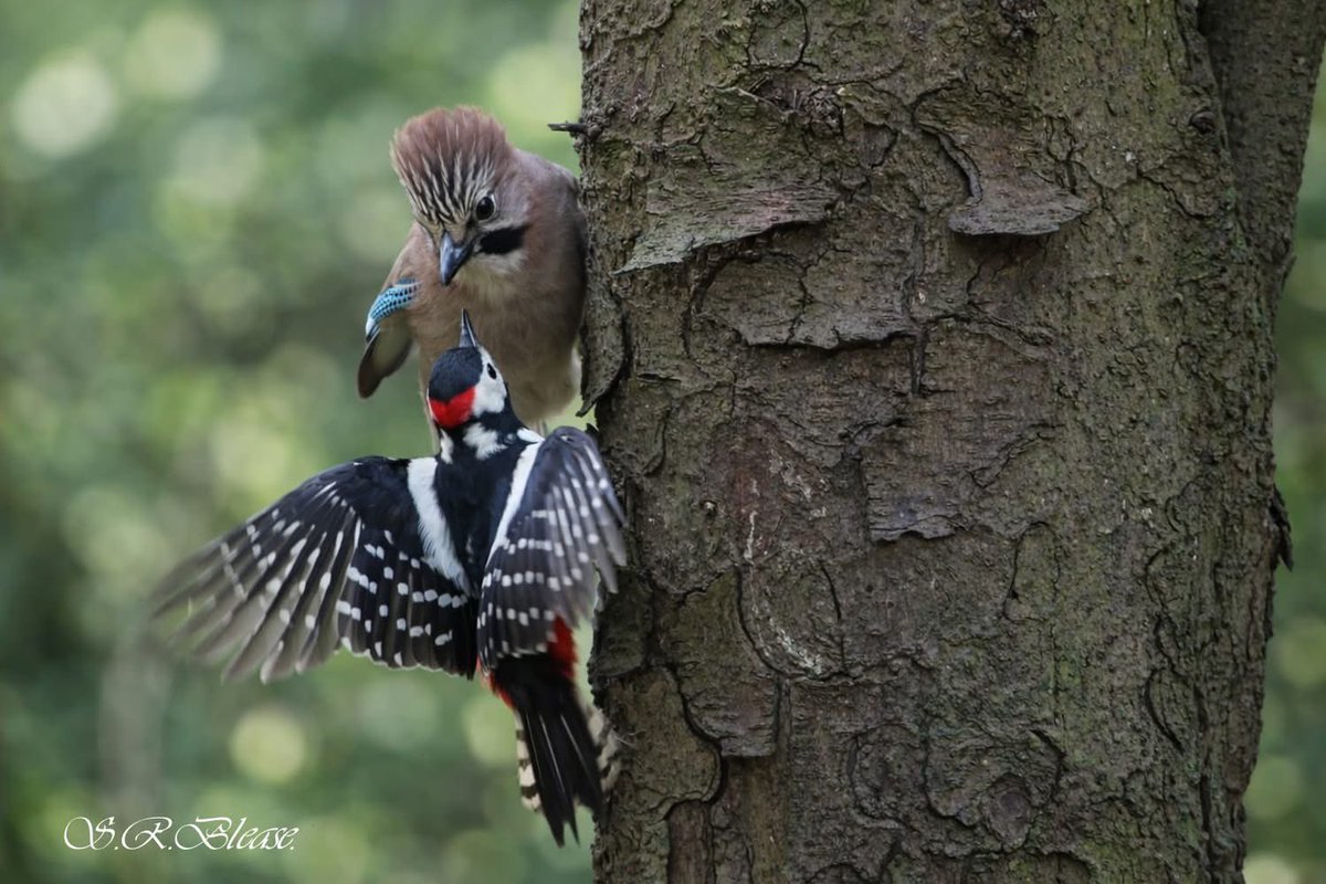 PenrhosSave's tweet photo. Penrhos a place of tranquility and beautiful wildlife a place for all  not a place to build a holiday village 
If you want to object to the reserve matters  plans  please get your objections in asap 
📸Shirley Blease and David Jones https://t.co/n9drJjwUPn