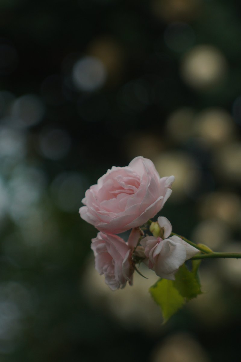 koya2021's tweet photo. 2026_07_22-3
　撮影 2026_05_20
#港の見える丘公園 #薔薇 #バラ #ばら https://t.co/M3u7jPn2ZW
