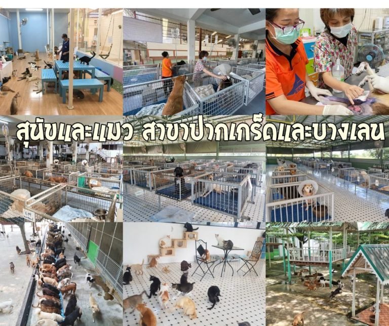pastloverwarm_'s tweet photo. 🐈🐕มูลนิธิบ้านสงเคราะห์สัตว์พิการ ของหลวงตามหาบัวค่ะ

น้องหมาน้องแมวส่วนใหญ่ของที่นี่จะช่วยเหลือตัวเองไม่ได้ค่ะ เช่น น้องบางตัวจะช่วยเหลือตัวเองไม่ได้เลย ต้องคอยป้อนข้าวและน้ำ / ติดเตียง /คอยพลิกตัวให้เพราะเป็นแผลกดทับ

🩷 ปัจจุบันมีน้องๆ 800-900 ชีวิตค่ะ สามารถไปเยี่ยมน้องๆและให้อาหารว่างได้ทุกวันค่ะ ตั้งแต่ 11.00-17.00 (สาขาปากเกร็ดตอนนี้งดให้อาหารน้องอยู่นะคะ แต่ไปหาน้องๆได้ปกติค่ะ)

🫶🏻 ที่นี่มีโครงการพ่อแม่อุปถัมภ์น้องๆด้วยค่ะ โดยที่ไม่ต้องรับมาเลี้ยงเองก็ได้ จ่าย 300/เดือนค่ะ แบบต่อเนื่องเลี้ยงน้องยาวๆได้เลย

☕🍵สาขาบางเลนจะมีคาเฟ่ Dog&Cat cafe เปิดขายน้ำและอาหาร (รายได้จะนำไปช่วยสัตว์พิการทั้งหมดค่ะ) คาเฟ่จะเปิดให้บริการเฉพาะวันเสาร์ อาทิตย์ เวลา 11.00-17.00 นะคะ

**สามารถไปเที่ยวหาน้องๆได้นะคะ น่ารักมากๆ

***เงินบริจาคทุกบาทถึงน้องที่พิการทั้งหมดแน่นอนคั้บ

(ใครอยากได้รายละเอียดเพิ่มเติมทักสอบถามได้ค่ะหรือติดตามได้ทางเพจได้เลย)

F : มูลนิธิบ้านสงเคราะห์สัตว์พิการ (home4animals)
L :  @ home4animals มี @ นำหน้าด้วยนะคะ

ฝากหน่อยน้าาา น้องน่าสงสารมากคั้บ