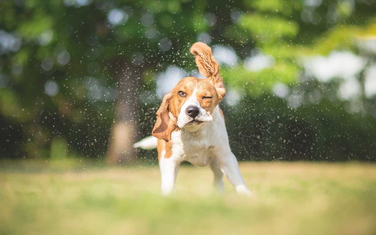 WillCoForests's tweet photo. The dog days of summer are here, but the name has nothing to do with your four-legged friend.
Discover the surprising origin of the phrase and remember to stay cool, stay hydrated and watch for signs of heat-related illness.
https://t.co/Xh6aICmUIx
#WillCoForests #DogDays https://t.co/9TdmopTN7T