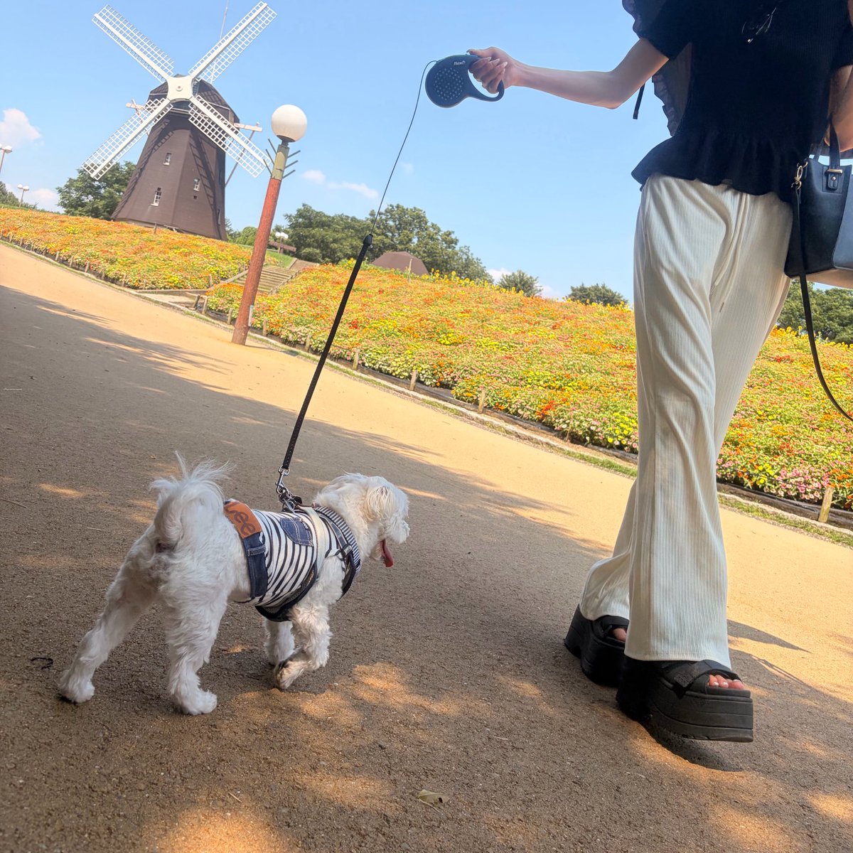 linyao_0's tweet photo. 今日は早起きして布団カバー洗濯してお風呂入って犬とおでかけして、帰ってママのネイル手も足も付け替えて、犬をお風呂に入れて自分も入った

めっちゃ寝れそ〜しあわせ https://t.co/h0lCzKYgAW