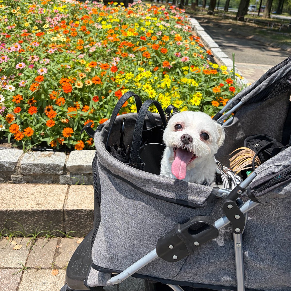 linyao_0's tweet photo. 今日は早起きして布団カバー洗濯してお風呂入って犬とおでかけして、帰ってママのネイル手も足も付け替えて、犬をお風呂に入れて自分も入った

めっちゃ寝れそ〜しあわせ https://t.co/h0lCzKYgAW