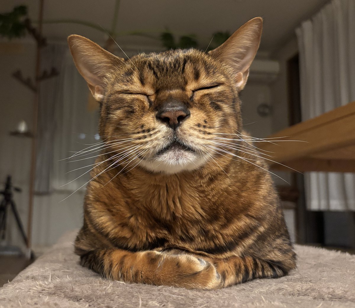ベンガル