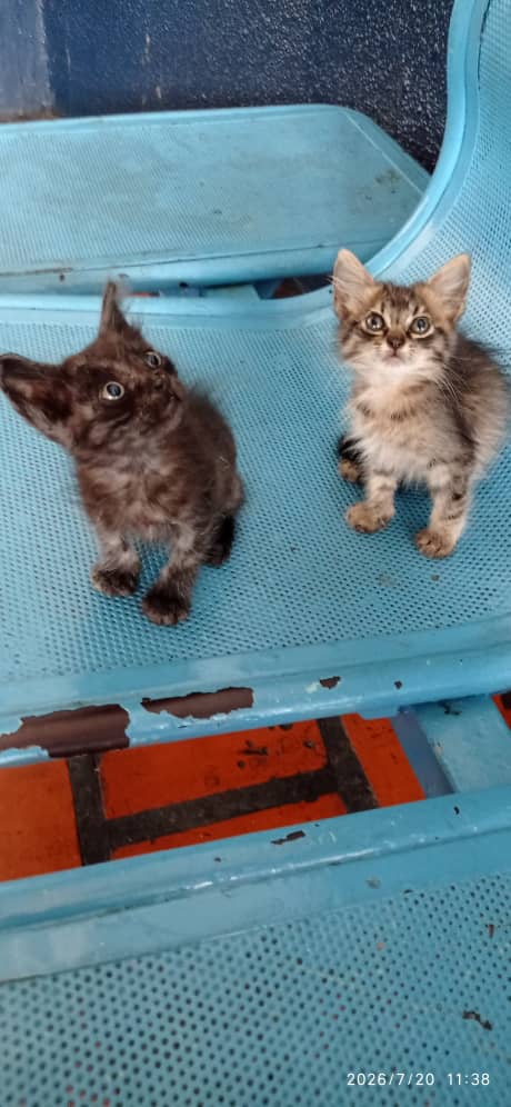 yaracalcagno's tweet photo. Difundo. SE REQUIERE URGENTE ADOPCIÓN O RESGUARDO FUERON ABANDONADOS POR UNA PASAJERA EN TERMINAL DE ORIENTE GUARENAS, ESTAN MUY BEBÉS PERO YA COMEN SOLOS , LA ATIGRADA ES NIÑA Y EL OTRO NIÑO, FUERON ATACADOS POR UN GATO ADULTO, POR FAVOR ES NECESARIO SACARLOS DE ALLÍ 04143662974 https://t.co/tfG5TGCikM