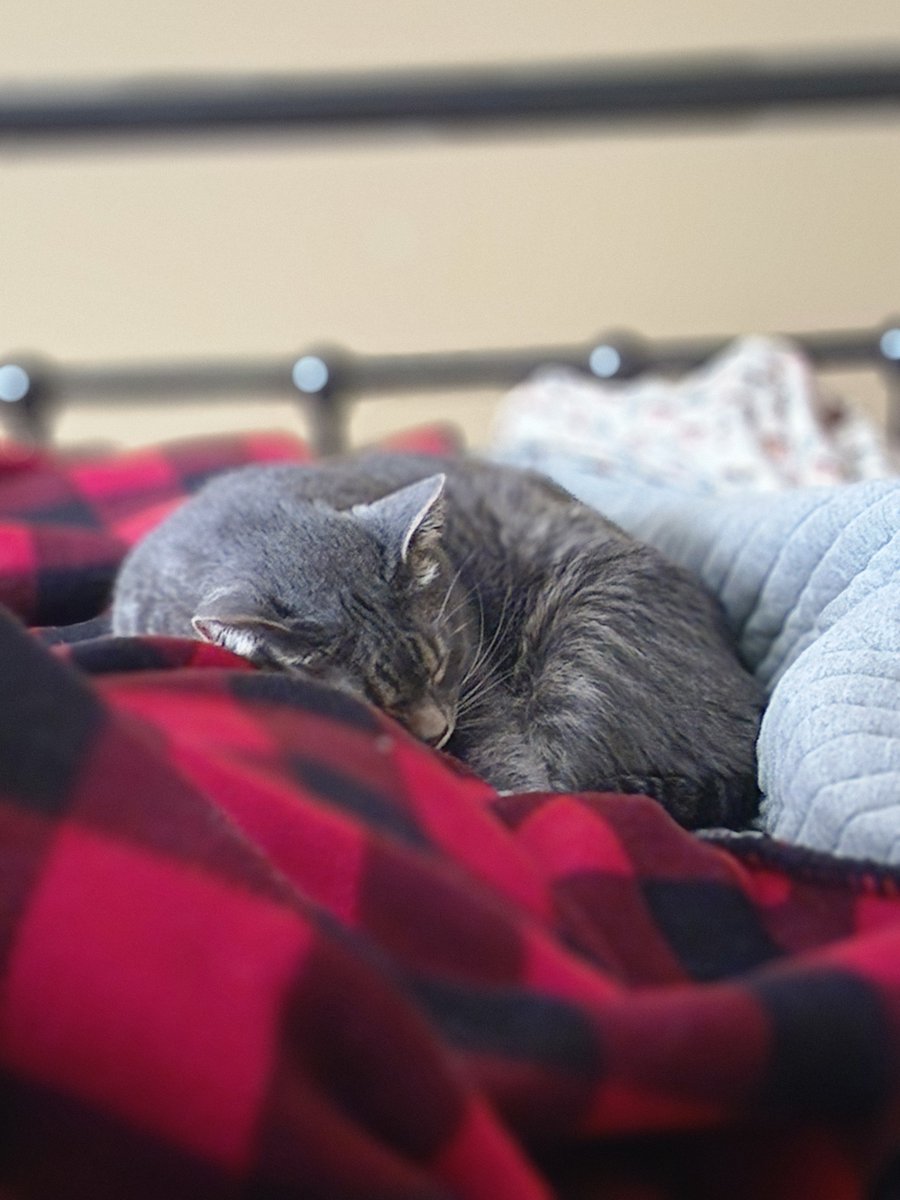 SamSlayerofSoul's tweet photo. Had very suddenly devastating news yesterday. One of my moms cats had to be put down yesterday. He was only 5 and within the last week he had started going into heart failure due to a rapid genetic disease. He seemed fine and then in the last week was breathing differently. (1/?) https://t.co/XY36K75tbZ