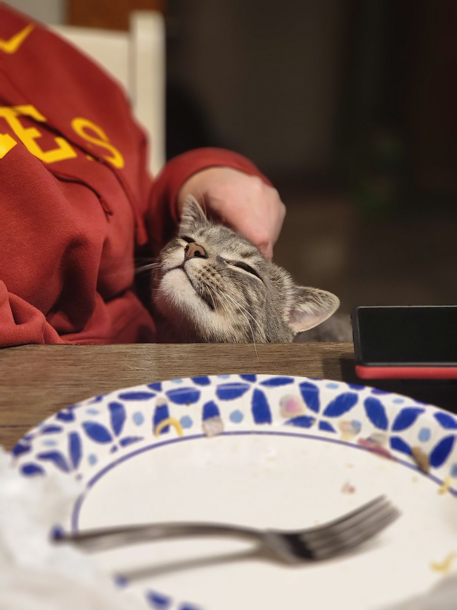 SamSlayerofSoul's tweet photo. He was the purriest little guy you'd ever meet and he liked to act tough and growl at people outside but would run and hide the moment new people came inside. He loved to cuddle and love attention on his terms and would demand pets from me whenever I was around. (2/?) https://t.co/97F60OBGRu