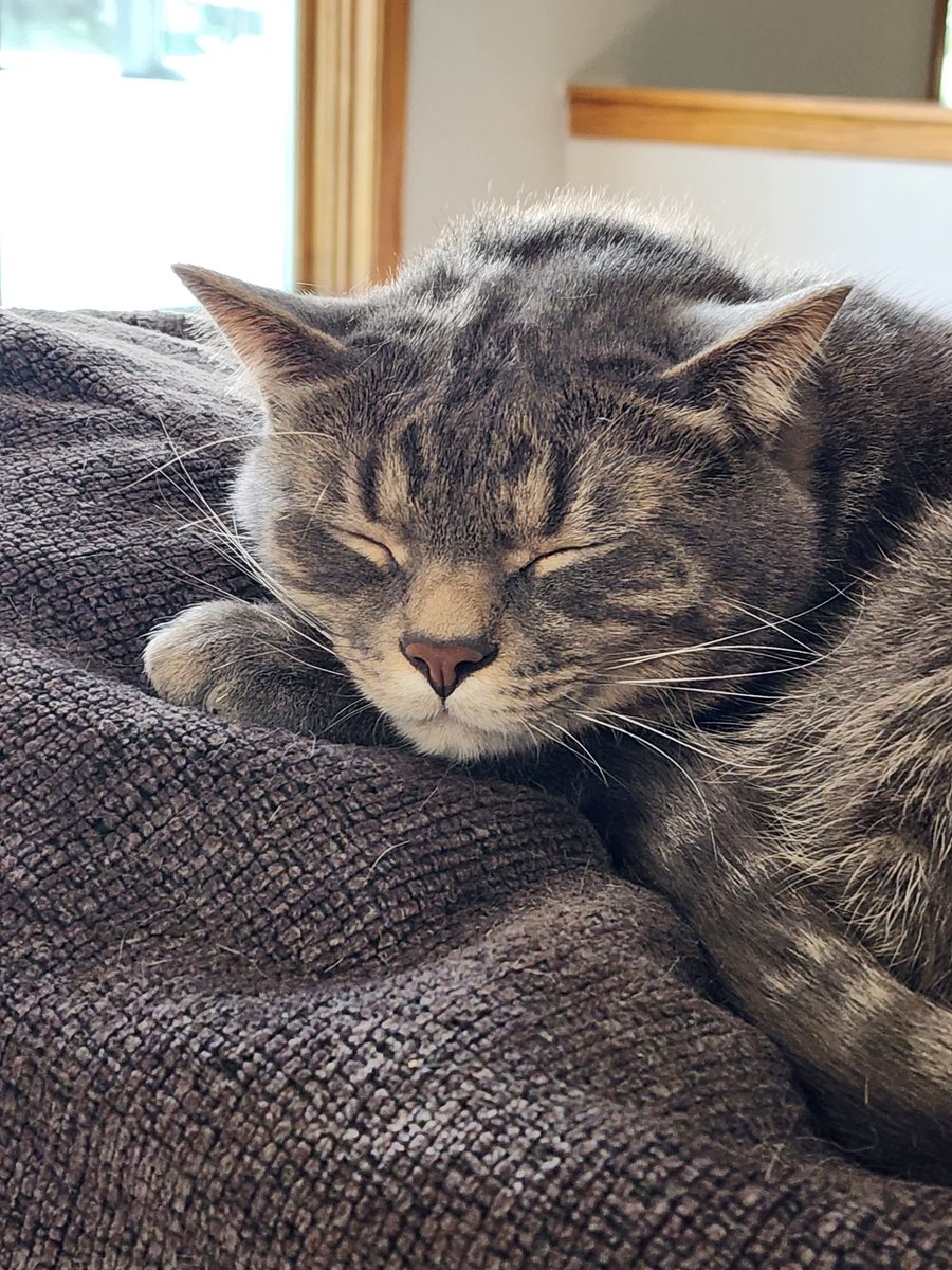 SamSlayerofSoul's tweet photo. He was the purriest little guy you'd ever meet and he liked to act tough and growl at people outside but would run and hide the moment new people came inside. He loved to cuddle and love attention on his terms and would demand pets from me whenever I was around. (2/?) https://t.co/97F60OBGRu