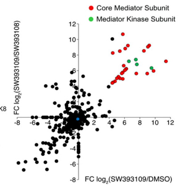 ElizSMcKenna's tweet photo. Now in @CD_AACR: 2 studies showing that CDK8 inhibitors act by trapping Mediator on chromatin &amp; that cancers w/driver oncogenes acting as dosage-sensitive transcription factors (e.g. aRMS, Ewing sarcoma) are vulnerable to impairment of transcriptional regulatory complex dynamics: https://t.co/cHqNkN3SVv
