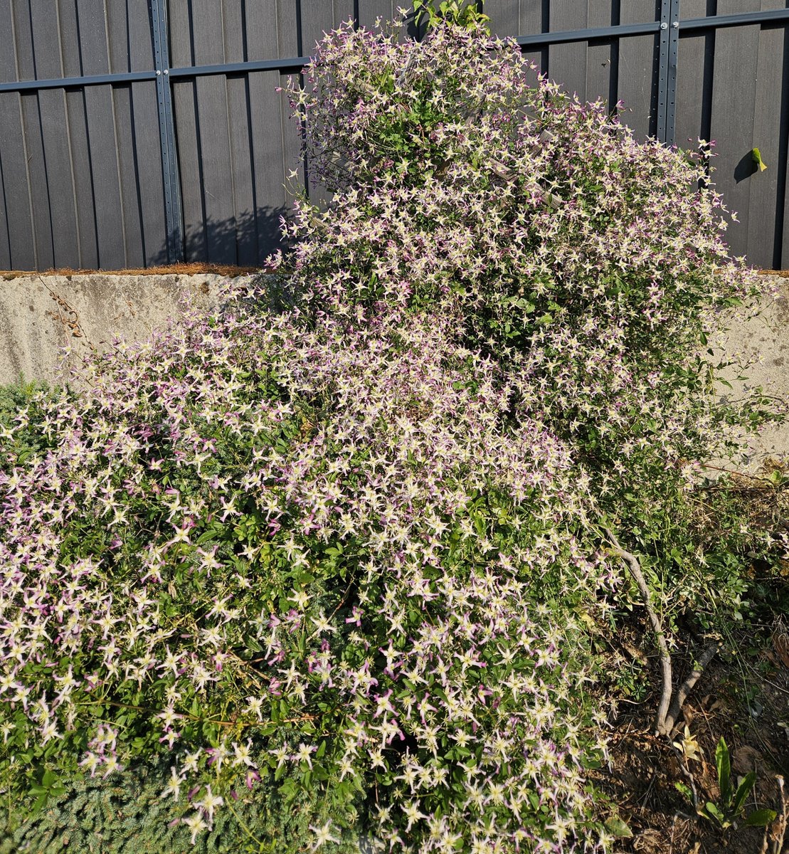 Littleashgarden's tweet photo. So many flowers, with a marzipan fragrance. 
Clematis x triternata 'Rubromarginata'. https://t.co/UlwpDQGEkp