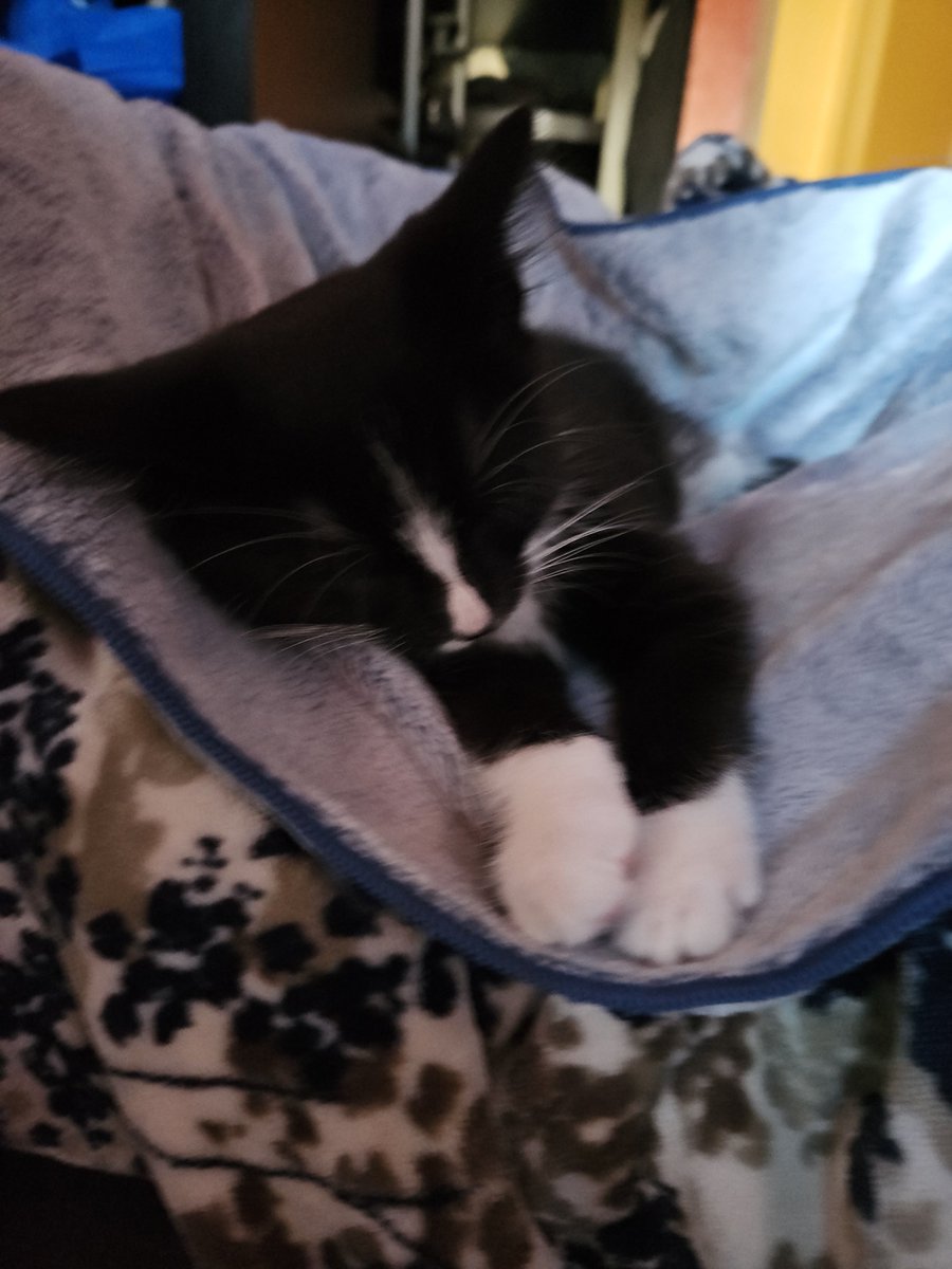 ojihozo's tweet photo. One of my cats of when he was still a lil bby.

Lil Ben. https://t.co/ACgJM9eByI