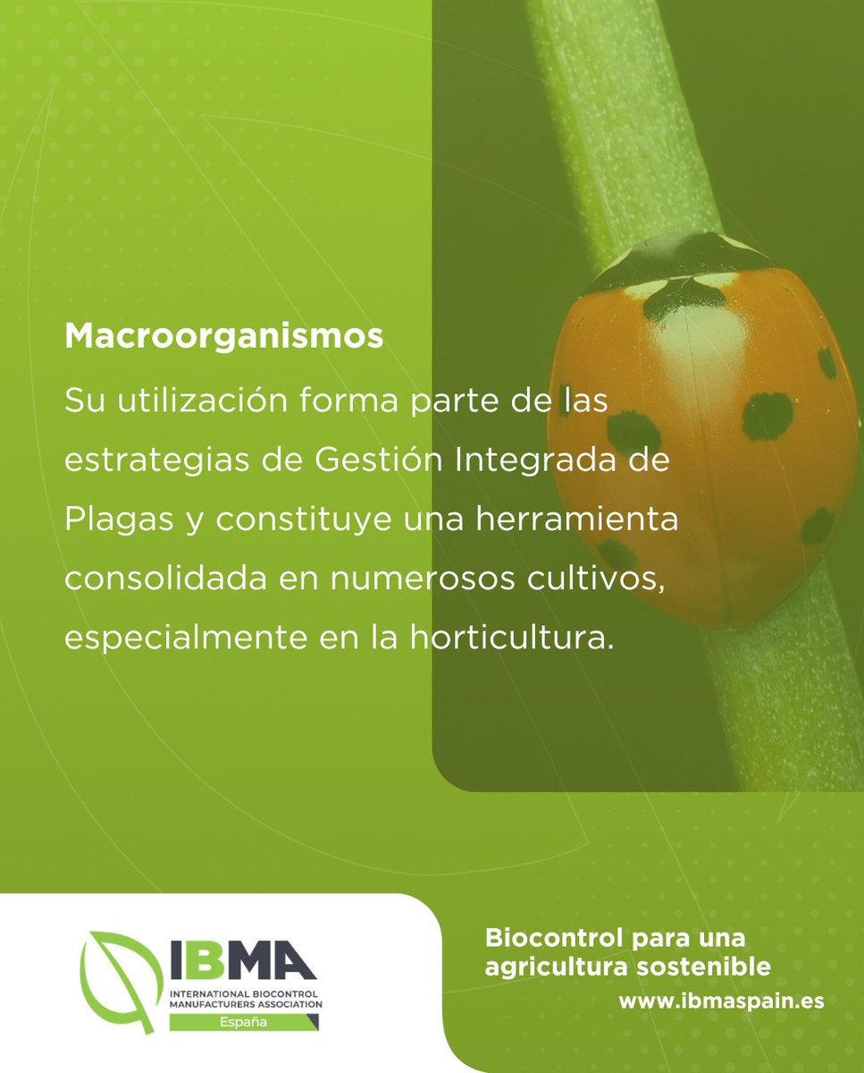 ibmaspain's tweet photo. 🌱 ¿Cómo de bien conoces el #biocontrol?

Los macroorganismos son una de las cuatro grandes familias del biocontrol y desempeñan un papel clave en la protección sostenible de los cultivos.

📸 Descubre cómo actúan y por qué son una herramienta fundamental para la agricultura. https://t.co/TEmZFC4lcM
