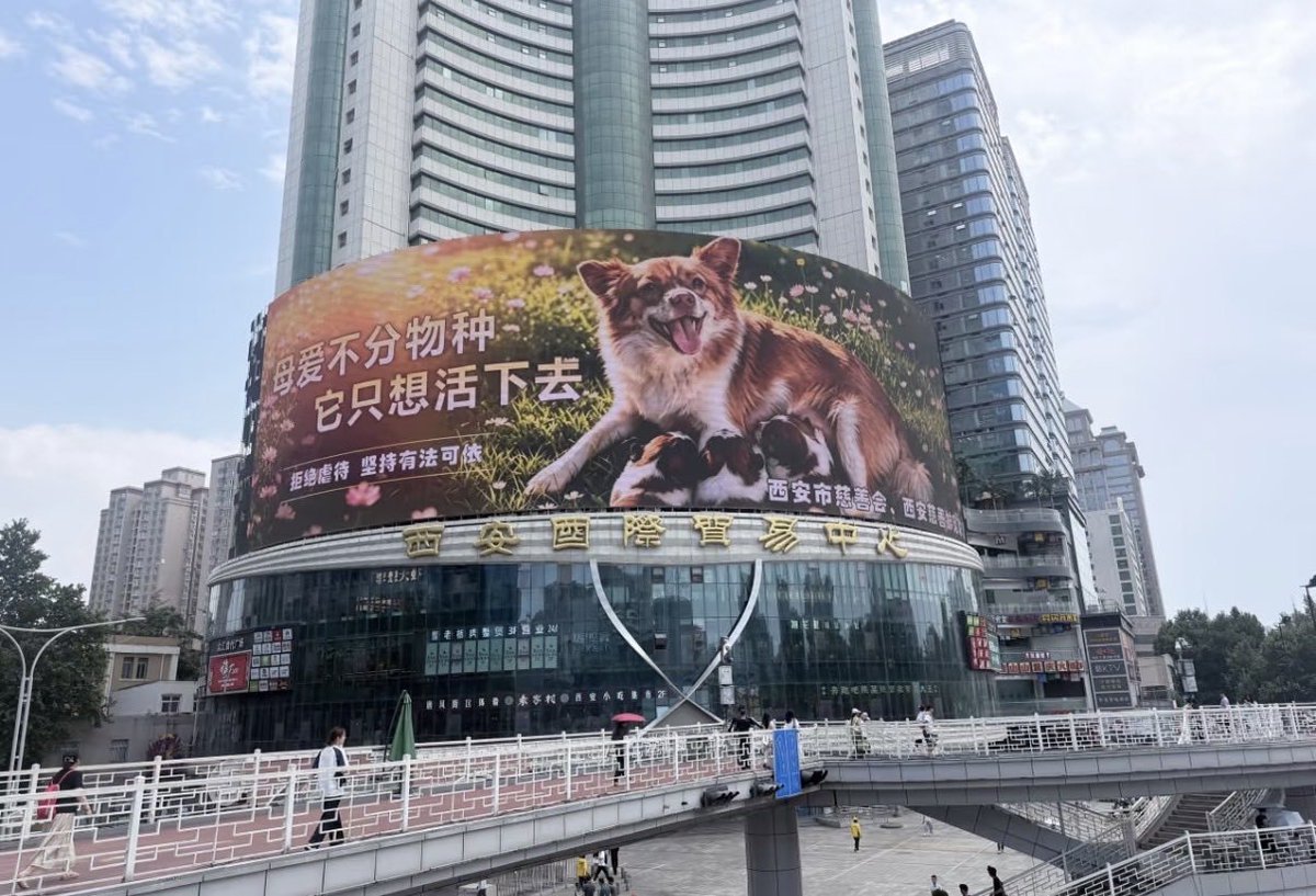 bridikjare's tweet photo. @whyyoutouzhele We have already donated $4,000 to an animal charity in China and will donate 100% of the proceeds raised from the @WangWang_Sol coin; while this cannot change what has already happened, this step could save other dogs. @WangWang_Sol #JusticeForWangWang https://t.co/DpXlyMNW4a