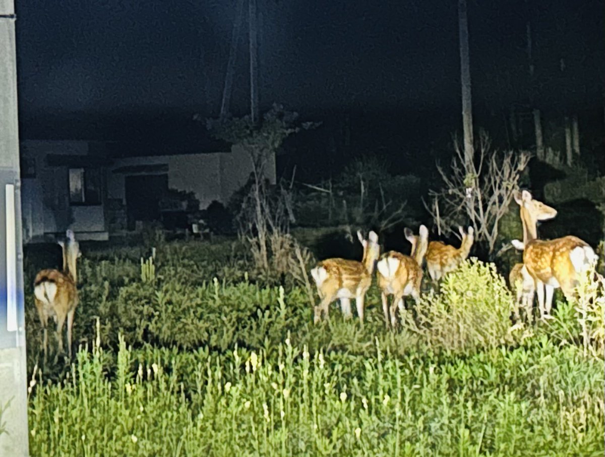 AzureRiko's tweet photo. 漁師さんのストックするアナゴを釣ってくれと頼まれて18時出港
釣果は不完全燃焼😱💦
でも1番大きなのを兄に送るので手元に残して後は漁師さんに…
帰り足は鹿の見送りを盛大に受けた
中には間近に逃げずに居る鹿も居る
鹿だけにマジか⁉️（笑）🤣🦌 https://t.co/1uuyAeRgds