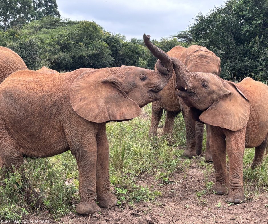 Sheldrick Wildlife Trust tweet media