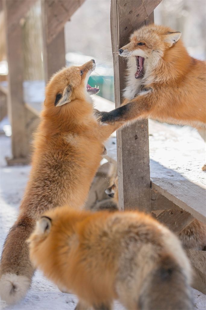 TheFoxLife's tweet photo. https://t.co/Cxhp9KwL5F