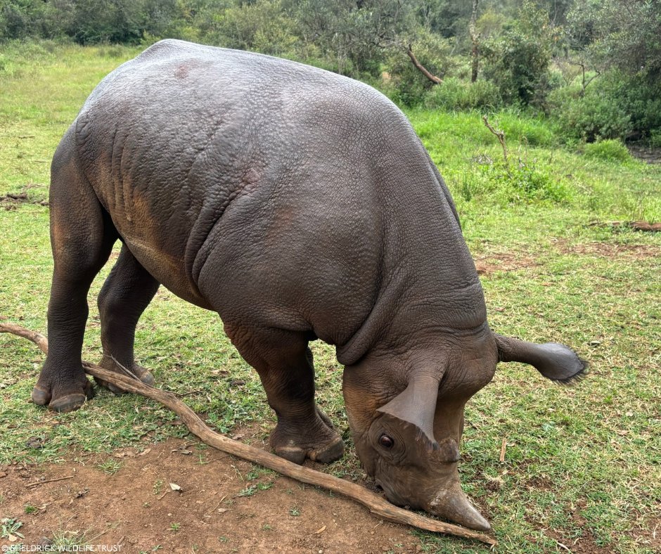 Sheldrick Wildlife Trust tweet media