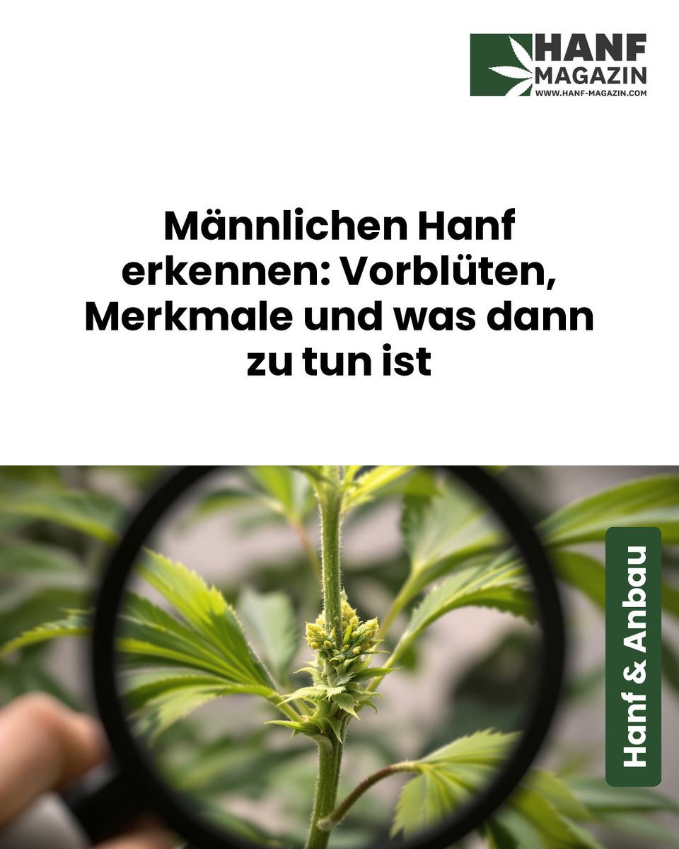 hanfmagazin's tweet photo. Männlichen Hanf rechtzeitig erkennen entscheidet über die gesamte Ernte – eine übersehene Pflanze kann die Blüten der Weibchen besamen und die Qualität ruinieren. Vorblüten, Pollensäcke und Co. richtig deuten ...

https://t.co/smAIk2wVgH https://t.co/CHtKOOcT5V