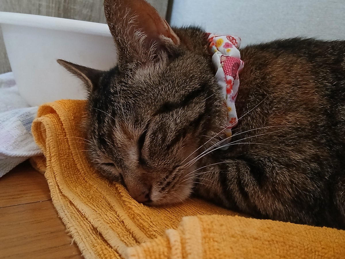 abmiru's tweet photo. おはようございます🌤️
昨日は蒸し暑かった～😵💦
🐱猫様も熱中症なるようで
留守番中
保冷剤をタオルでくるんで置き
水飲み用皿もあちこちに、置くようにしてますね
タオル生地大好きなうりちゃん🐯です
今さら「鋼錬」を知った📗 https://t.co/Q3FCN4MK9N
