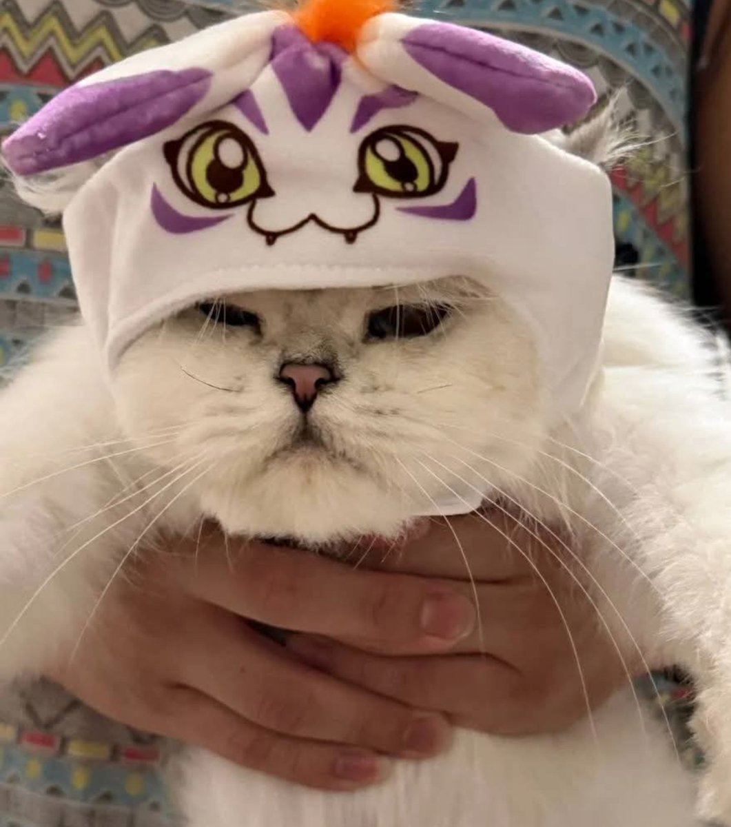 Shijishoutmon's tweet photo. The Cat is a gomamon fan https://t.co/g61KF2z9c7