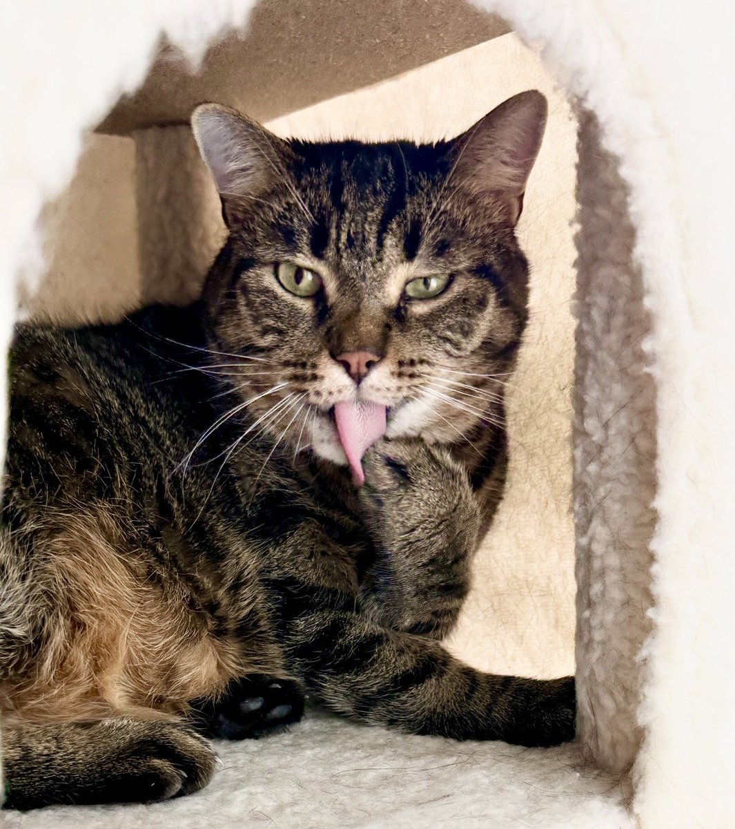 MissyBBBobtail's tweet photo. Jinx would like to submit this entry for tongue out Tuesday.  How’d she do? https://t.co/NmDA3CmTDS
