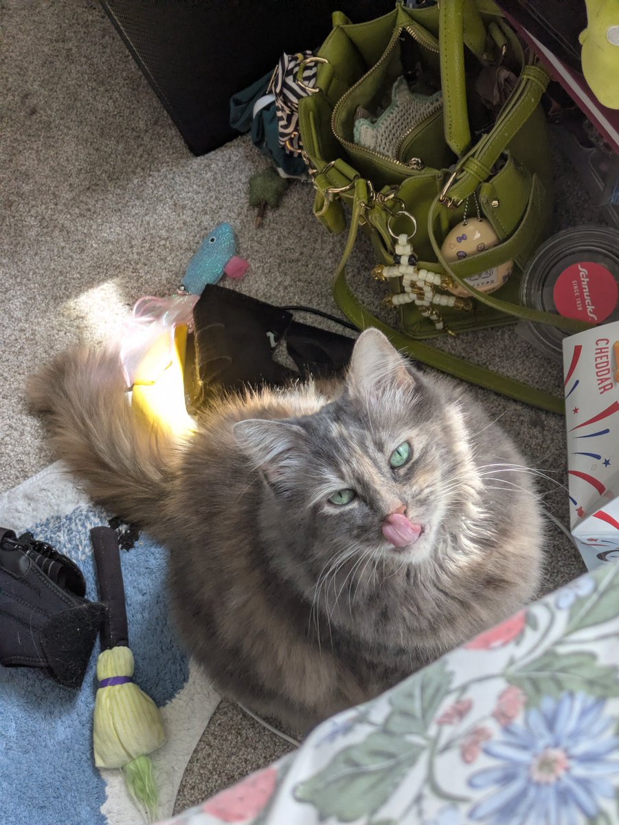 vinegarvalak's tweet photo. my sweet kitty waiting very patiently for her turn to lick my cheeto fingers (her favorite people food) https://t.co/1OgRBssL9G