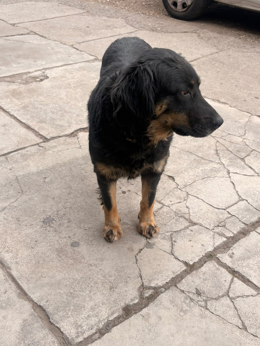Fundacion_CIMA's tweet photo. Está amiguita continúa esperando por #Ayuda para tener un Hogar.... Es asustadiza xq cuando le sacan y roban sus mantas (incluso su casa) le han pegado y la corren del lugar🥺 ayudemos a #Difundir x lo menos, para que pronto pueda tener un Hogar 🙏🙏🙏
Contacto +56 9 5104 0048 https://t.co/iyaDivFCwg