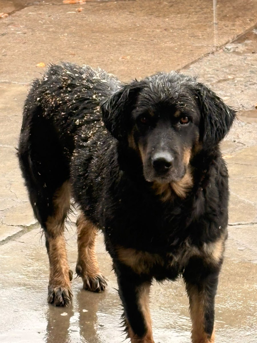Fundacion_CIMA's tweet photo. Está amiguita continúa esperando por #Ayuda para tener un Hogar.... Es asustadiza xq cuando le sacan y roban sus mantas (incluso su casa) le han pegado y la corren del lugar🥺 ayudemos a #Difundir x lo menos, para que pronto pueda tener un Hogar 🙏🙏🙏
Contacto +56 9 5104 0048 https://t.co/iyaDivFCwg