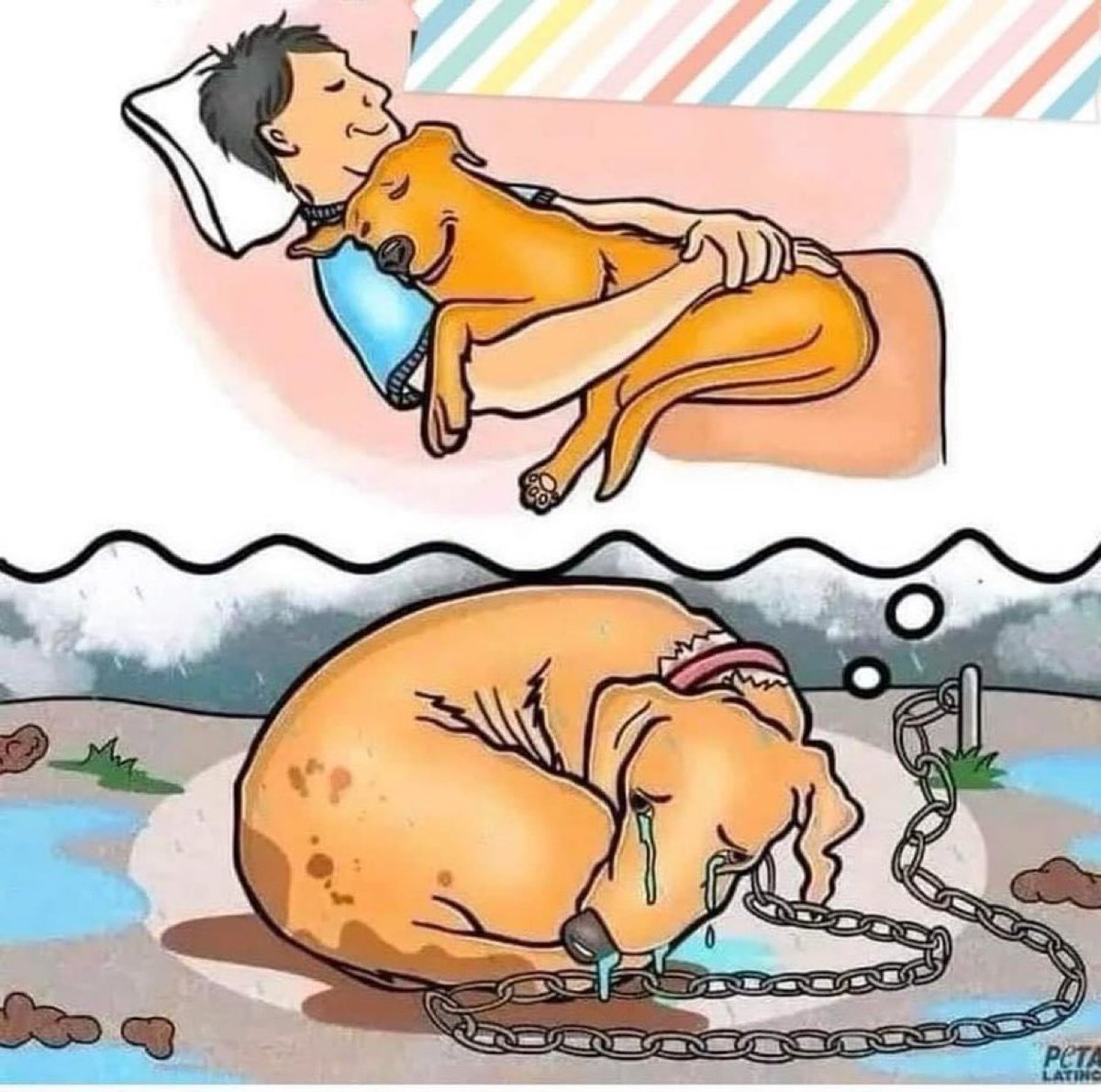 DiloConPerritos's tweet photo. La calidad de vida que le das a tus animales, es reflejo de tu calidad como persona. https://t.co/RJ8bInkEoC