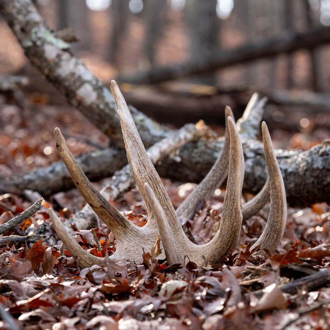 TheHuntingGrnds's tweet photo. The perfect day is going for a walk in #nature and bringing home one of these #antlers 🦌Can't wait for #huntingseason to start and get the perfect mount! https://t.co/O7dbjc8WU3
