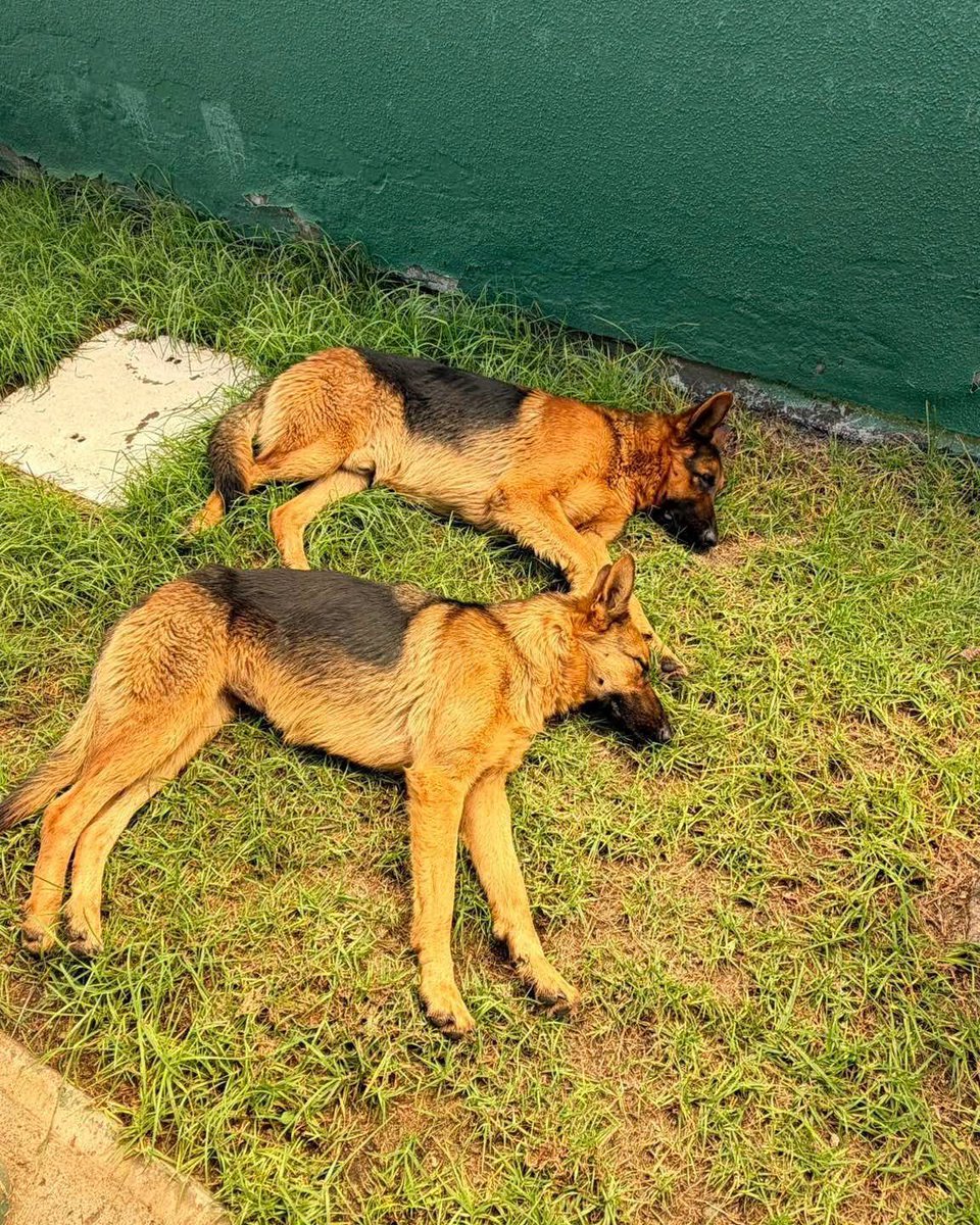 alegriagonzaa's tweet photo. 🔴🐶#Coquimbo Estos 2 perritos fueron rescatados del sector #CruzDeCaña, se encuentran en buen estado en la Subcomisaria de Tierras Blancas

@carolinapinoc @PerrosPlazaHuem @nicoleconefinal @NodoRiesgo https://t.co/2fH1dw2fVL