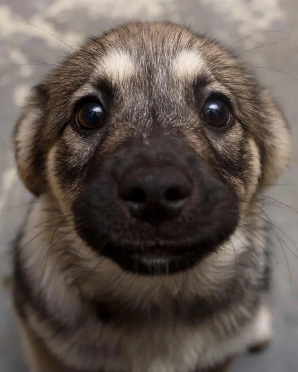 asa🐾 tweet media