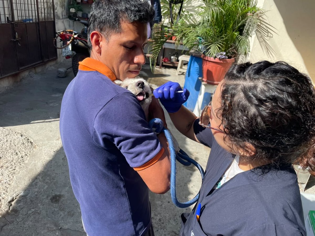 aquilesenlacomu's tweet photo. 🐾 El Municipio de Guayaquil, a través de la Dirección de Protección de los Derechos de los Animales y la Dirección de Vinculación con la Comunidad, realizó una brigada veterinaria en Juan Montalvo, Coop. Estrella de Belén, brindando atención para el bienestar de perros y gatos. https://t.co/OgUxJRIIWy