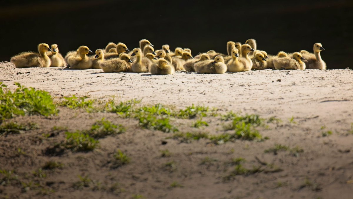 Interior's tweet photo. Take a gander at this gaggle. 

A group of Canada geese can be called a gaggle on land, a skein in flight, or a plump when gathered closely in water. 

Photo at Minnesota National Wildlife Refuge by Ted Narveson/USFWS https://t.co/nCU1l6P3kY