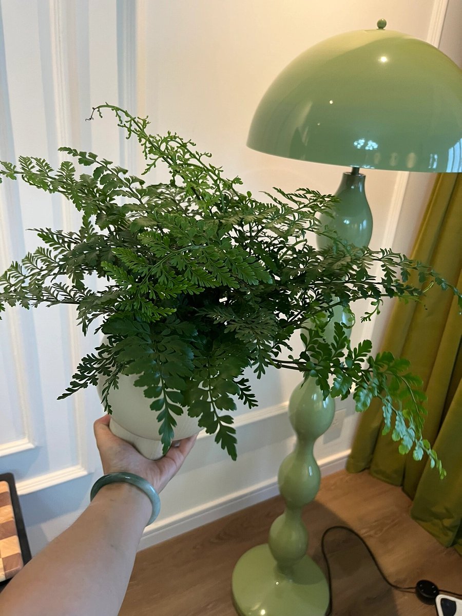 dwko7979's tweet photo. [New DIY macramé plant hanger done! Soft cotton cord + minimalist design = perfect for my sunroom green babies.  #HandmadeVibes #DIYCrafts]， https://t.co/qeqm2wb337