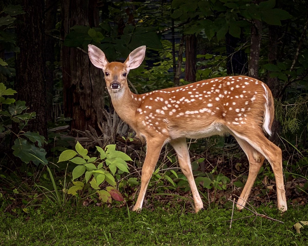 GeofotoF's tweet photo. “Bambi” White-tailed deer fawns are born between April and July. They weigh 6-8 pounds and are covered in white spots for camouflage. To protect them from predators, does hide their fawns in tall grass or brush. #fawn #whitetail #deer #wildlifephotography #iphonography #wildlife https://t.co/LI1S1RvV0C
